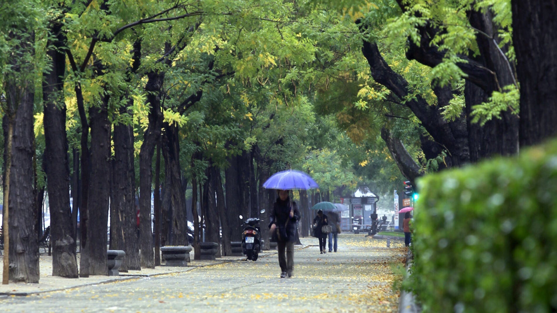 Una mujer con paraguas se protege de la lluvia