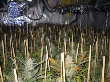 Desmantelan uno de los mayores invernaderos de marihuana en Valencia