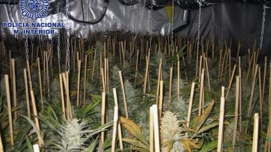 Desmantelado en Valencia uno de los invernaderos más grandes de cultivo de marihuana