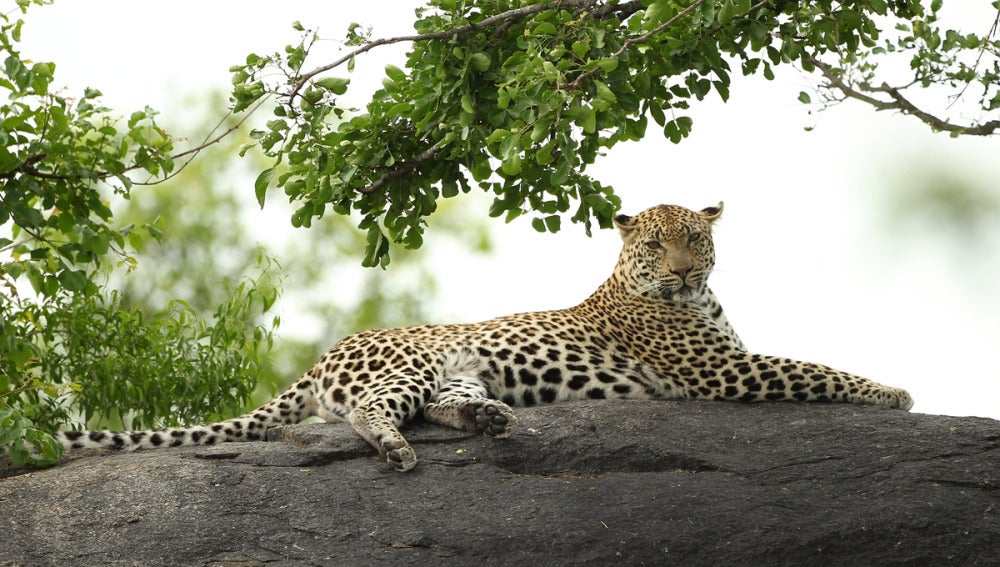 Un leopardo en Sudáfrica
