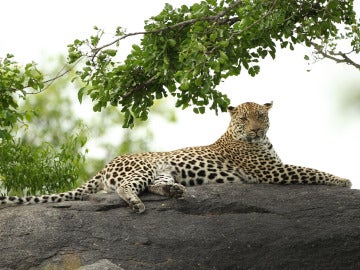 Un leopardo en Sudáfrica