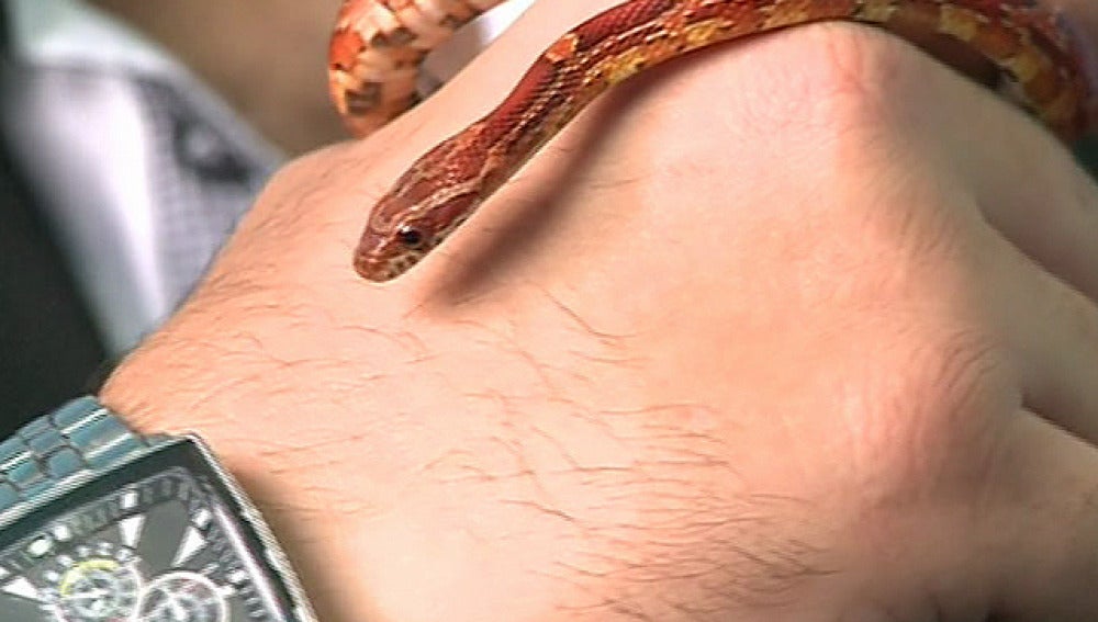 Una serpiente en la mano de su dueño