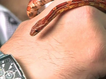 Una serpiente en la mano de su dueño