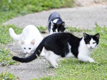 Imagen de archivo de gatos callejeros