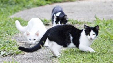 El hombre acusado de verter ácido a tres niños asegura que quería “vengar” a sus gatos