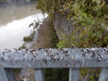 Orillas del río Tíber