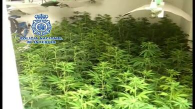 Detenido un joven con varias armas de fuego y 101 plantas de marihuana en Almería