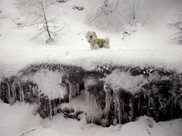 Un perro camina por la nieve en Ibañeta en Navarra