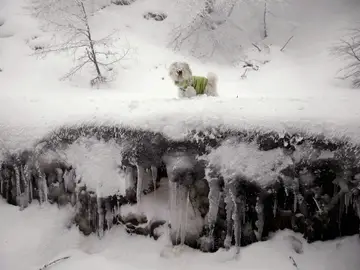 Un perro camina por la nieve en Ibañeta en Navarra Un perro camina por la nieve en Ibañeta en Navarra