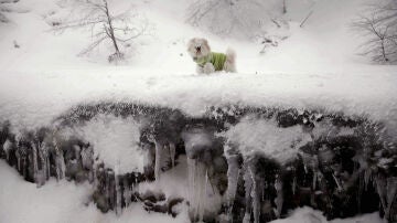 Un perro camina por la nieve en Ibañeta en Navarra