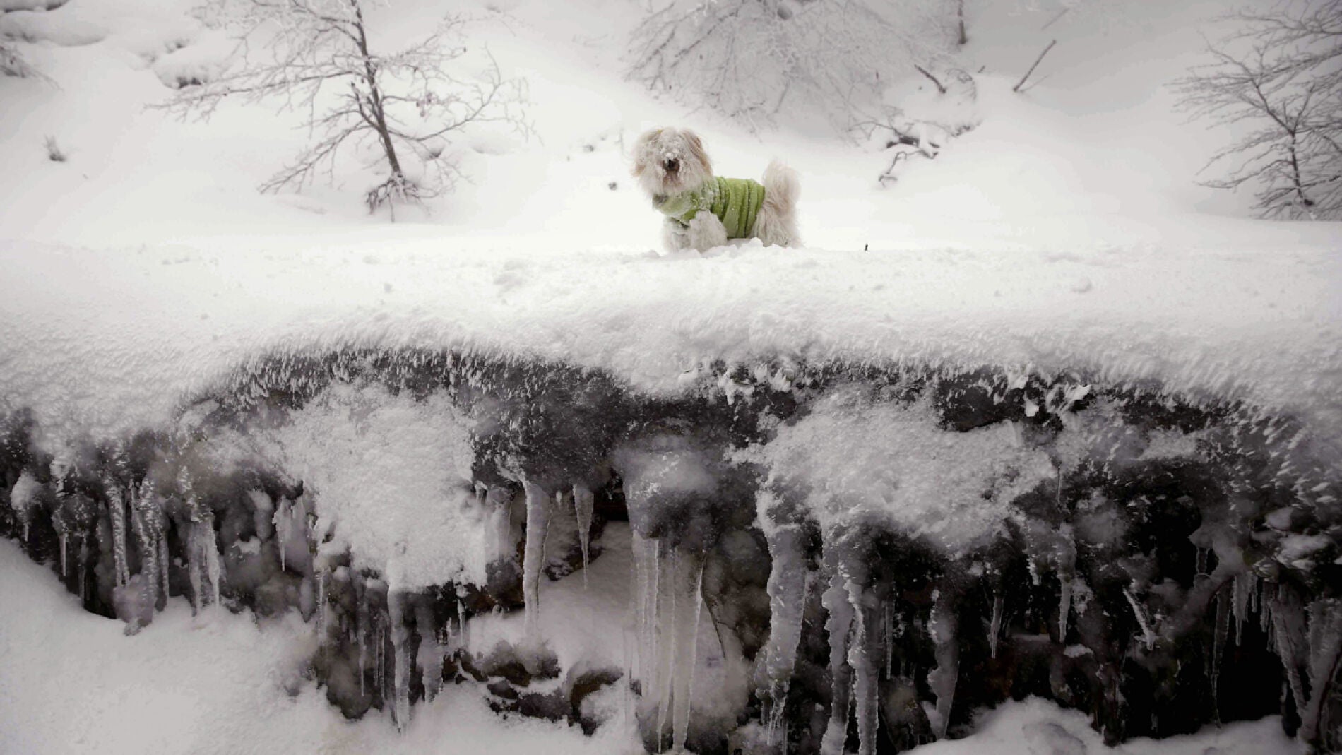 Un perro camina por la nieve en Iba&ntilde;eta en Navarra
