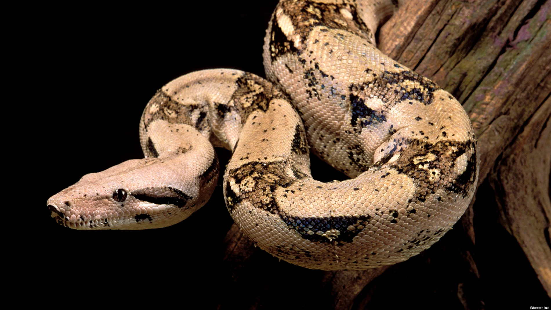 Boa constrictor Boa constrictor