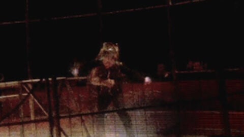 Agresi&oacute;n de un tigre al domador en Madrid
