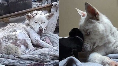 Una protectora de animales muestra el emotivo rescate de una husky abandonada en un vertedero de Los Ángeles