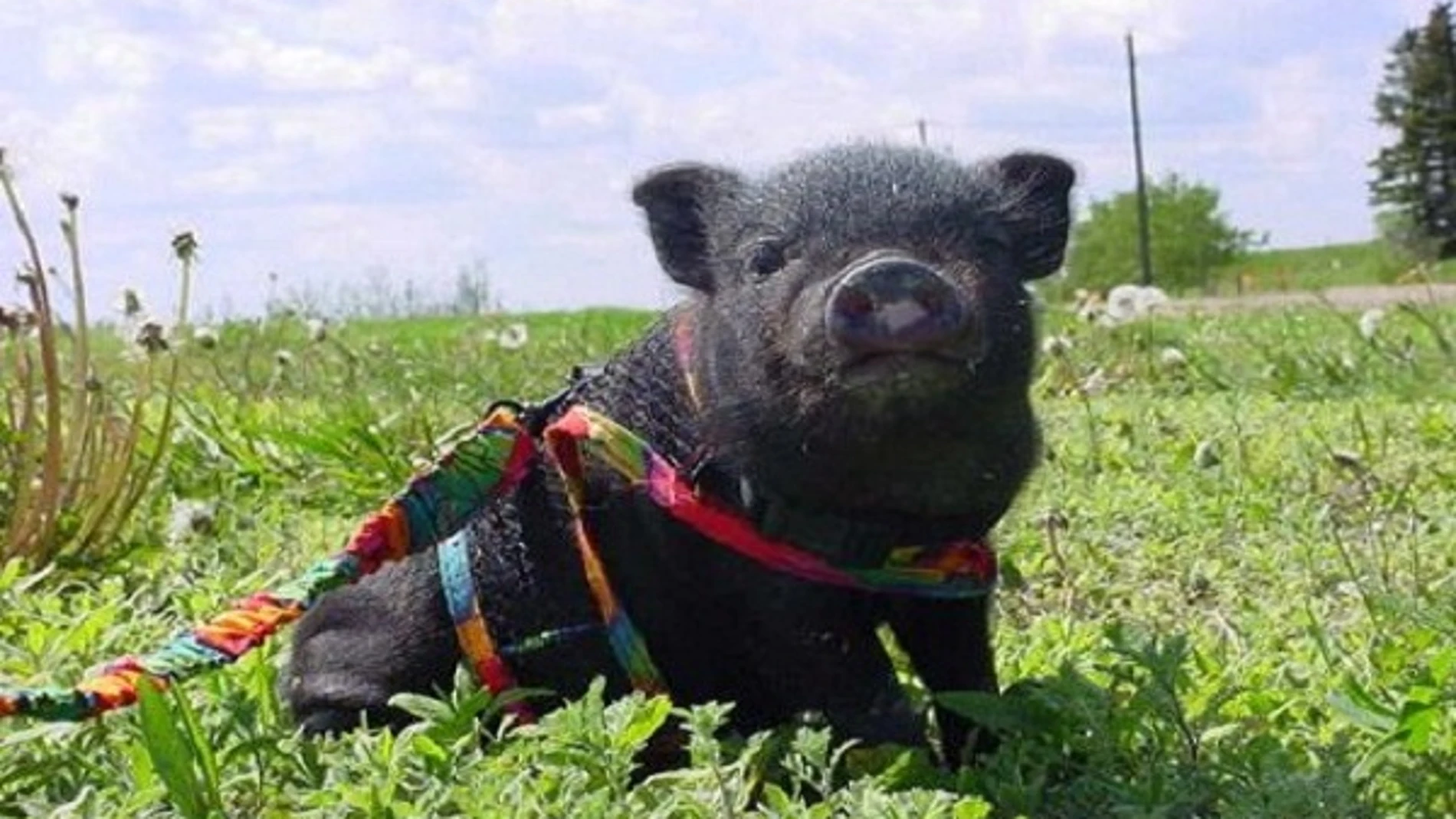 Cerdo vietnamita Cerdo vietnamita