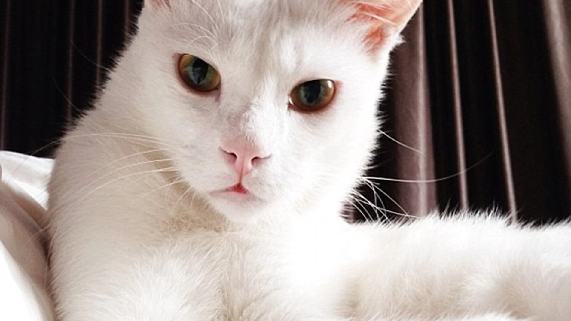 Este gato mira fijamente a la cámara
