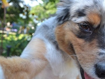 Un perro posa y se fotografía con su cámara