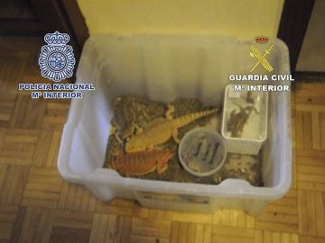Reptiles rescatados por la Policía Reptiles rescatados por la Policía