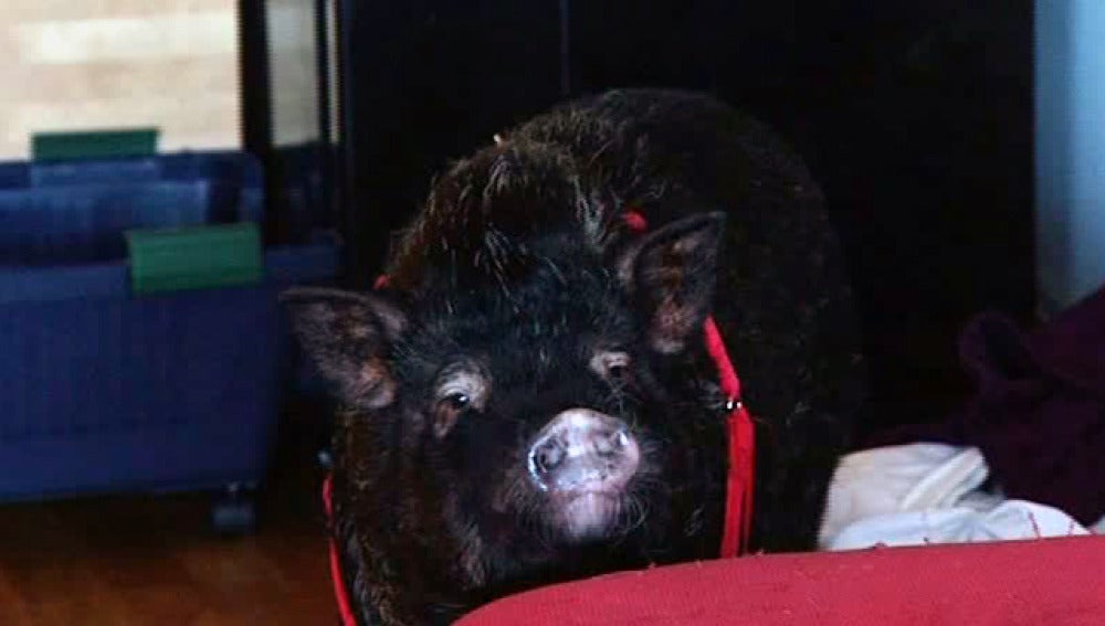 Un cerdo vietnamita