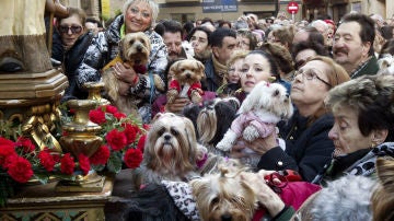 Cola de animales en San Antón
