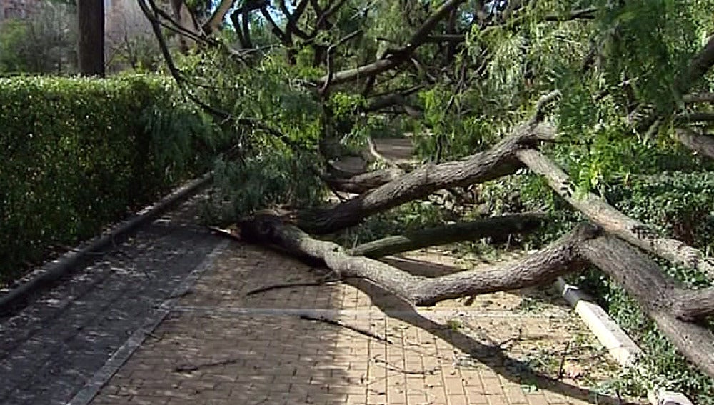 Árboles arrastrados por el temporal en Andalucía