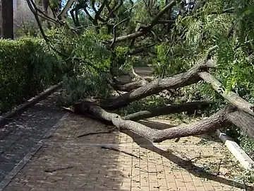 Árboles arrastrados por el temporal en Andalucía Árboles arrastrados por el temporal en Andalucía
