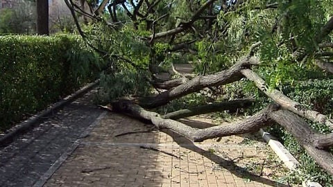 &Aacute;rboles arrastrados por el temporal en Andaluc&iacute;a