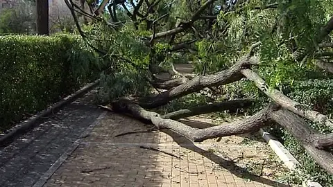 Árboles arrastrados por el temporal en Andalucía Árboles arrastrados por el temporal en Andalucía