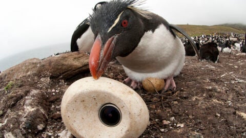 El ave caracara estriado, en su intento de coger la 'egg camera'