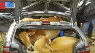 Ladrones en Malasia roban cuatro vacas e intentan llevárselas en el maletero del coche