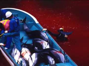 Matanza de delfines en Taiji (Japón) Matanza de delfines en Taiji (Japón)