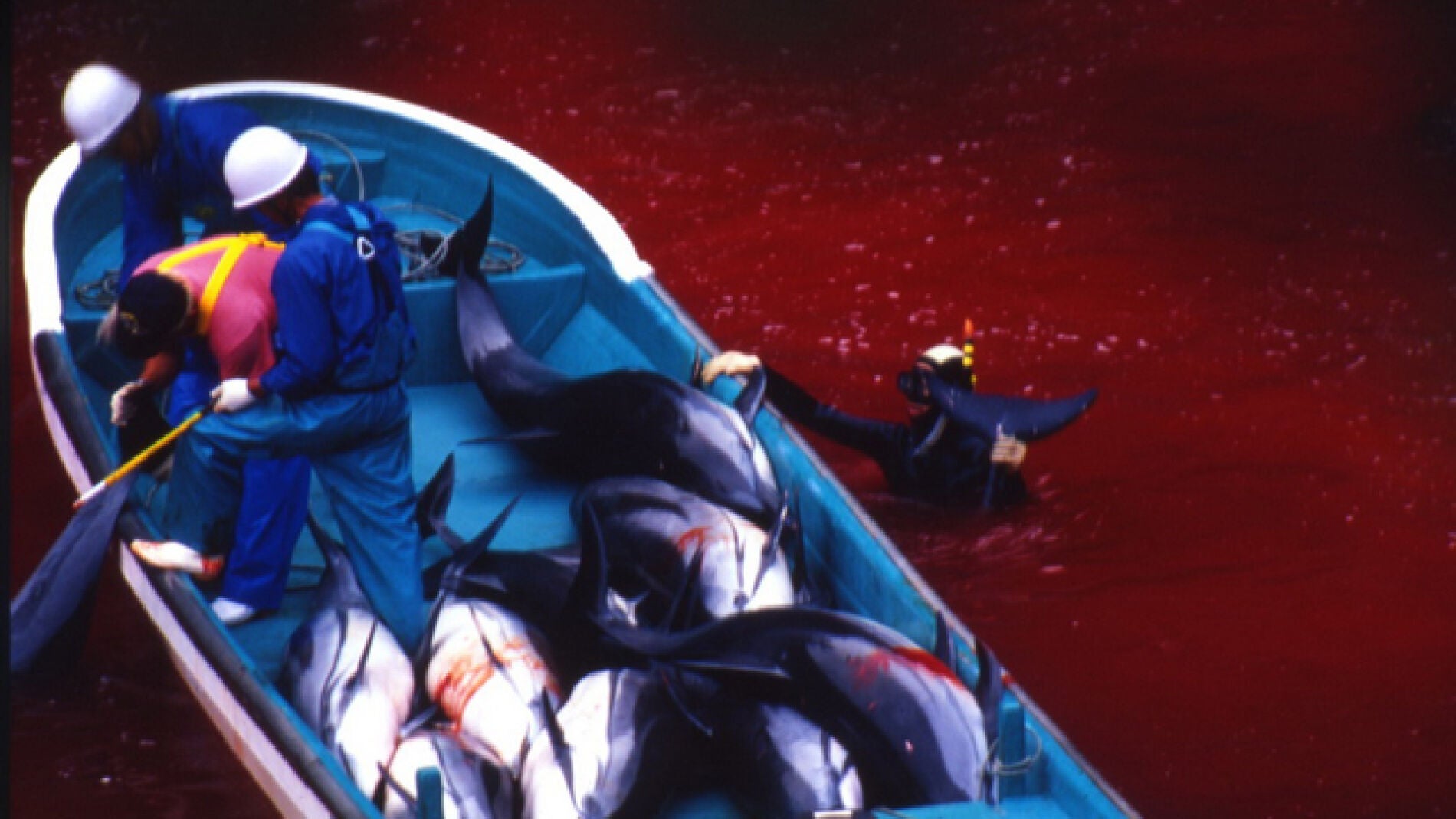 Matanza de delfines en Taiji (Jap&oacute;n)