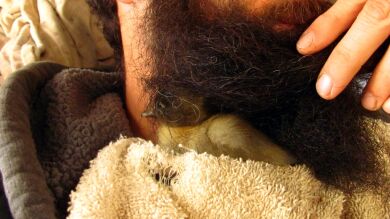 Un hipster cría a un patito dentro de su barba