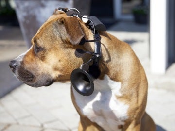 Desarrollan un aparato que traduce los pensamientos de los perros en palabras