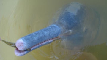 Araguaia, la nueva especie de delfín de río de Brasil