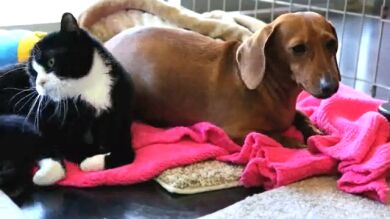 Un perro callejero protege y alimenta a una gata parapléjica abandonada en Florida