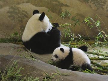 Xing Bao, el pequeño oso panda del Zoológico Aquarium de Madrid