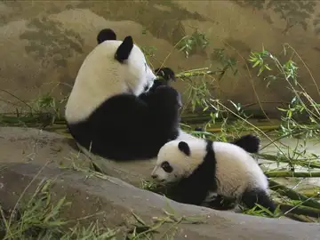 Xing Bao, el pequeño oso panda del Zoológico Aquarium de Madrid Xing Bao, el pequeño oso panda del Zoológico Aquarium de Madrid