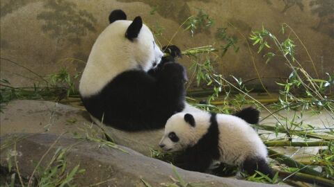 Xing Bao, el peque&ntilde;o oso panda del Zool&oacute;gico Aquarium de Madrid