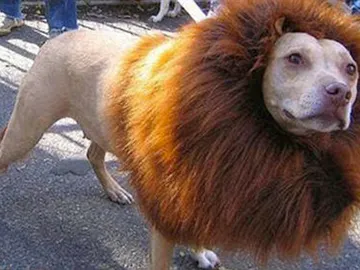 El rey de la selva El rey de la selva