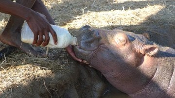 Hipopótamos alimentados con leche