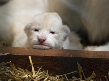 Nacen tres leones blancos en Polonia