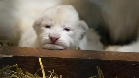 Nacen tres leones blancos en Polonia Nacen tres leones blancos en Polonia