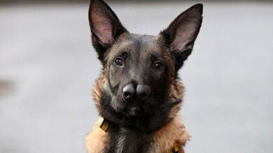 Adoptan a Snuffles, el perro que nadie quería porque tenía dos hocicos