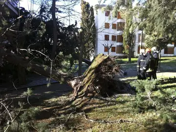 El viento arranca árboles El viento arranca árboles