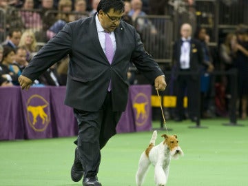 Sky, el fox terrier ganador del concurso de Westminster