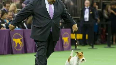 Sky, el fox terrier ganador del concurso de Westminster Sky, el fox terrier ganador del concurso de Westminster