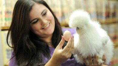 Un pollo salvado de un laboratorio, el mejor amigo de un chihuahua que tiene sólo dos patas
