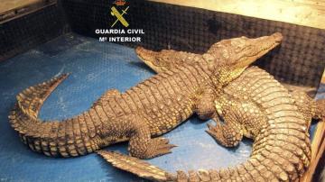 Los dos cocodrilos del Nilo intervenidos por el Seprona.