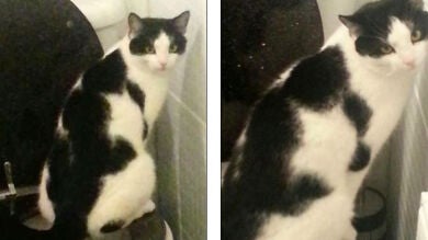 Alley, el gato que aprendió a 'hacer sus necesidades' en el baño